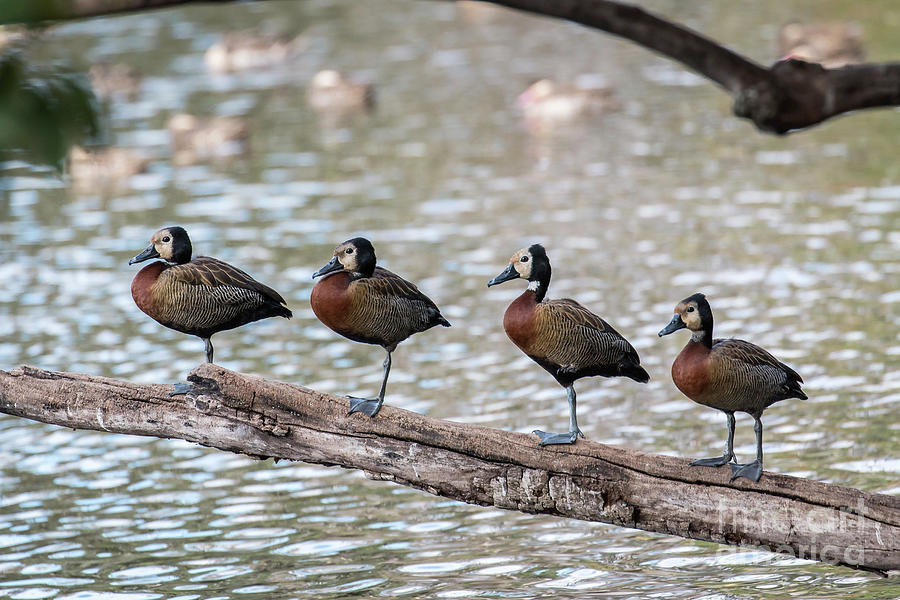 White-faced Whistling Ducks Photograph by Claudio Maioli