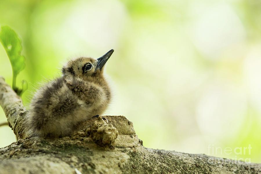 White Fairy Tern Fledgling In A Nest Photograph by Photostock-israel ...