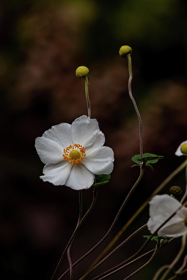 White Fall Flower Photograph by Robert Ullmann