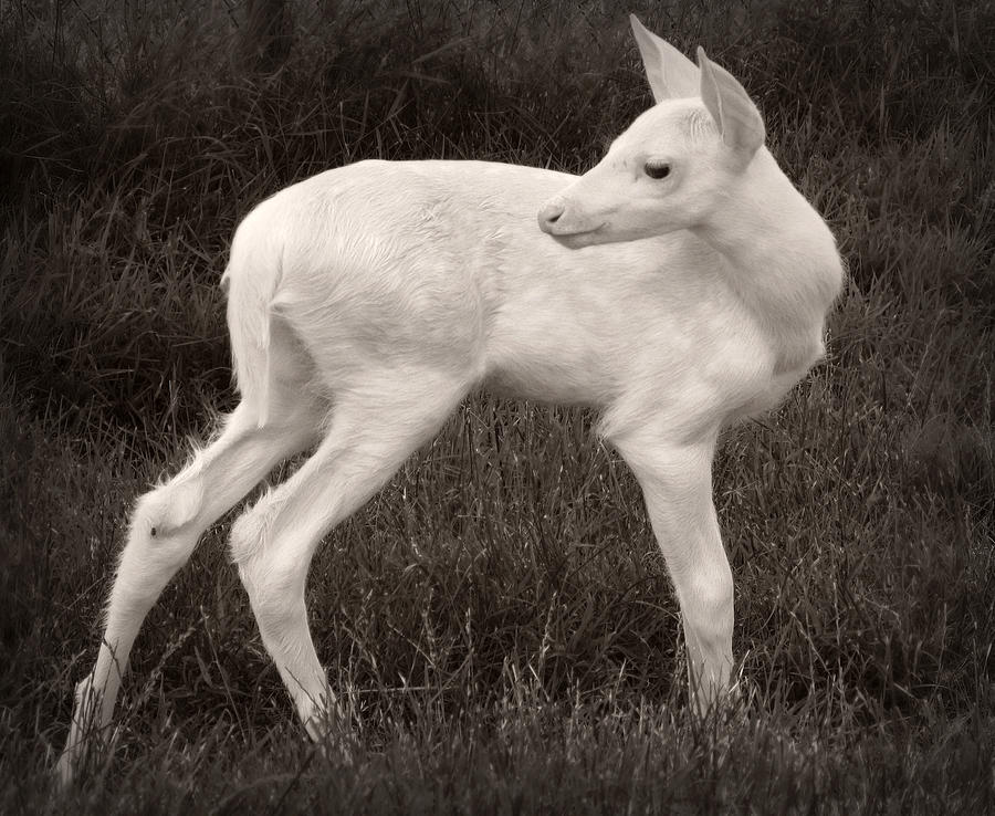White Fawn Photograph by J. Macneill-traylor