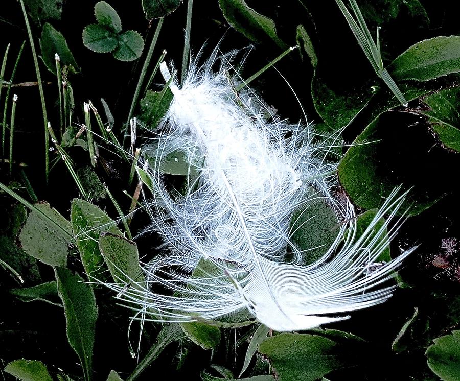 White Feather Floating Photograph by Alida M Haslett