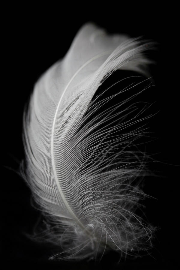 White Feather On Black Background by Tiina & Geir