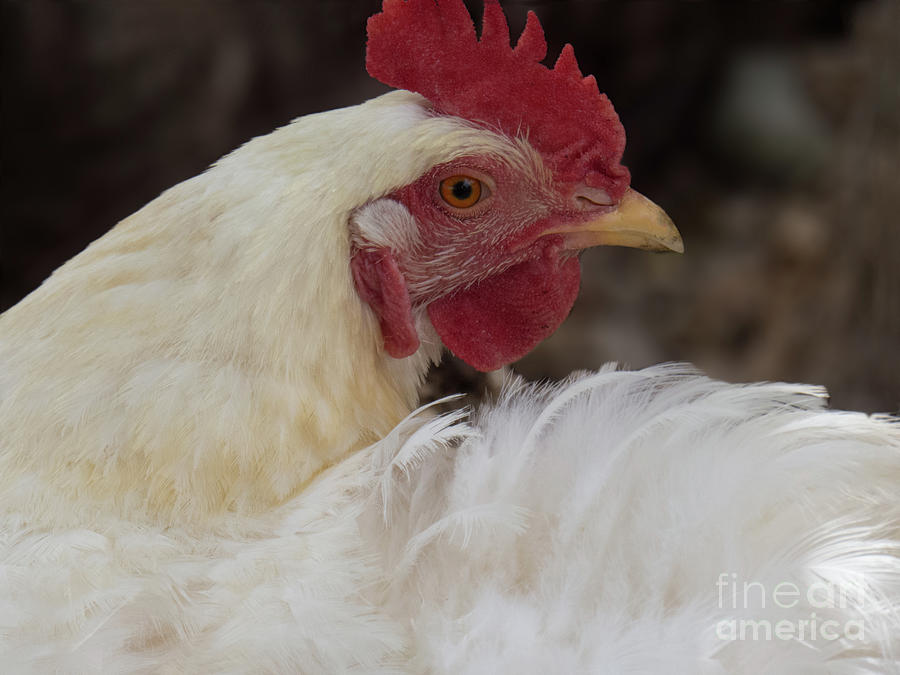 White-Feathered Chicken 1 Photograph by Christy Garavetto White-Feathered Chicken 1 Photograph by Christy Garavetto