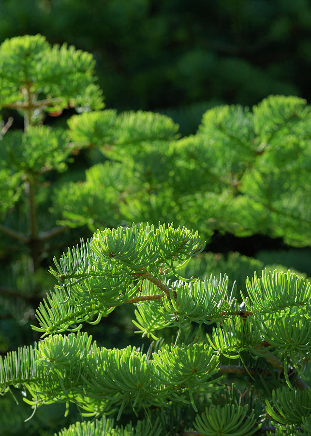 White Fir Needles, Abies Concolor Photograph by Maresa Pryor | Pixels