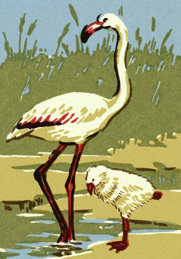 Flamingo Drawing - White Flamingo by CSA Images