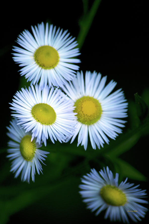 White Fleabane Wildflowers Photograph by Christina Rollo