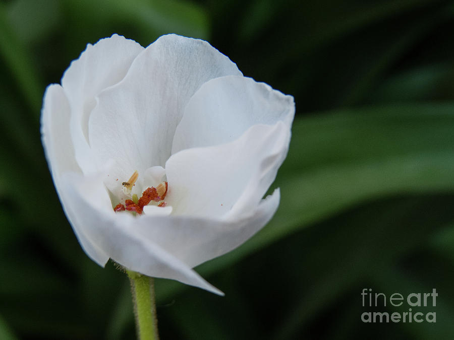 White Flower 1 Photograph by Christy Garavetto
