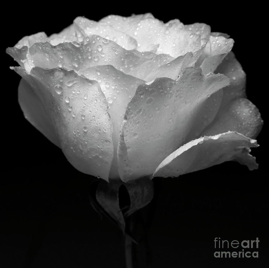 White Flower And Water Photograph by Alex Caminker