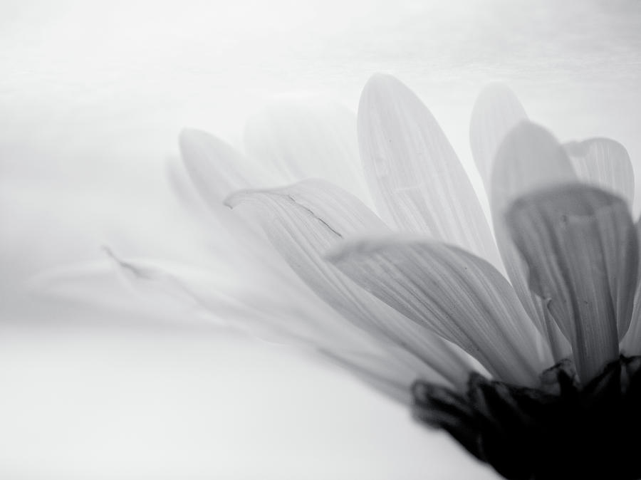 Black And White Photograph - White Flower by Copyright Dan Smith