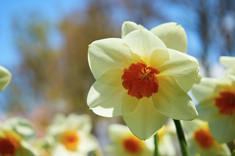 Background Photograph - White Flower by Lukas Kerbs Background Photograph - White Flower by Lukas Kerbs