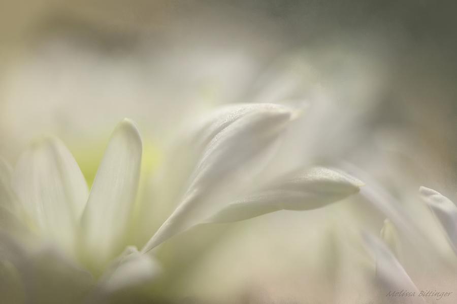 White Flower Petals Soft Focus Photograph by Melissa Bittinger