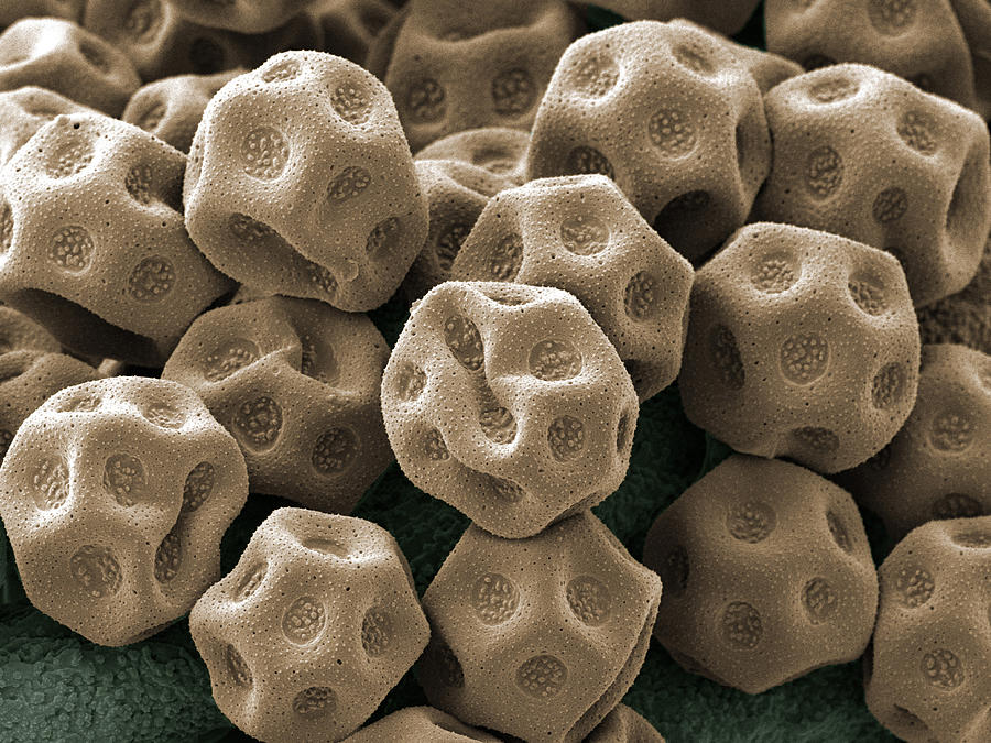 Nature Digital Art - White Flower Pollen X1000  Magnification by Seeing Is Believing