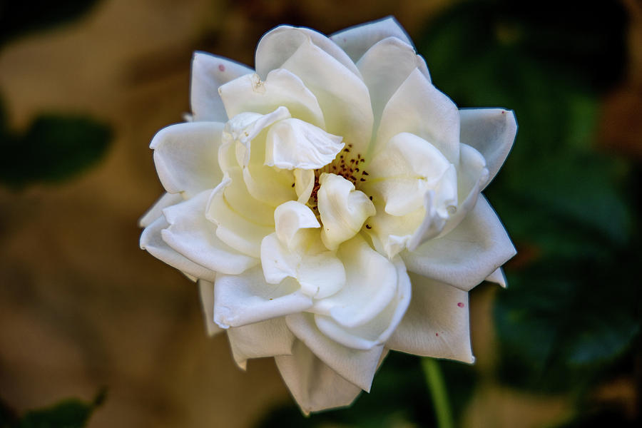 White Flower Photograph by Rocco Silvestri