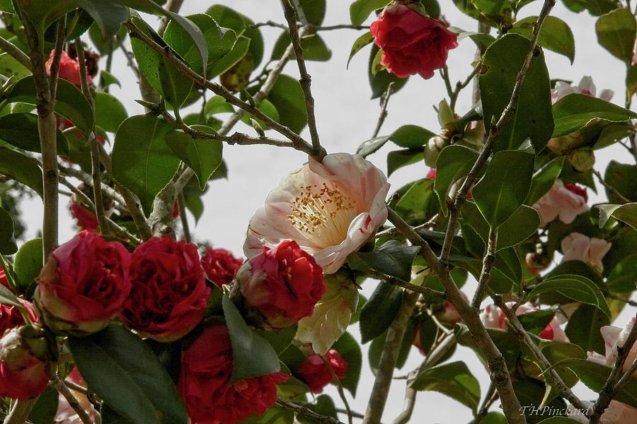 White flower surrounded by red by Timothy Pinckard White flower surrounded by red by Timothy Pinckard
