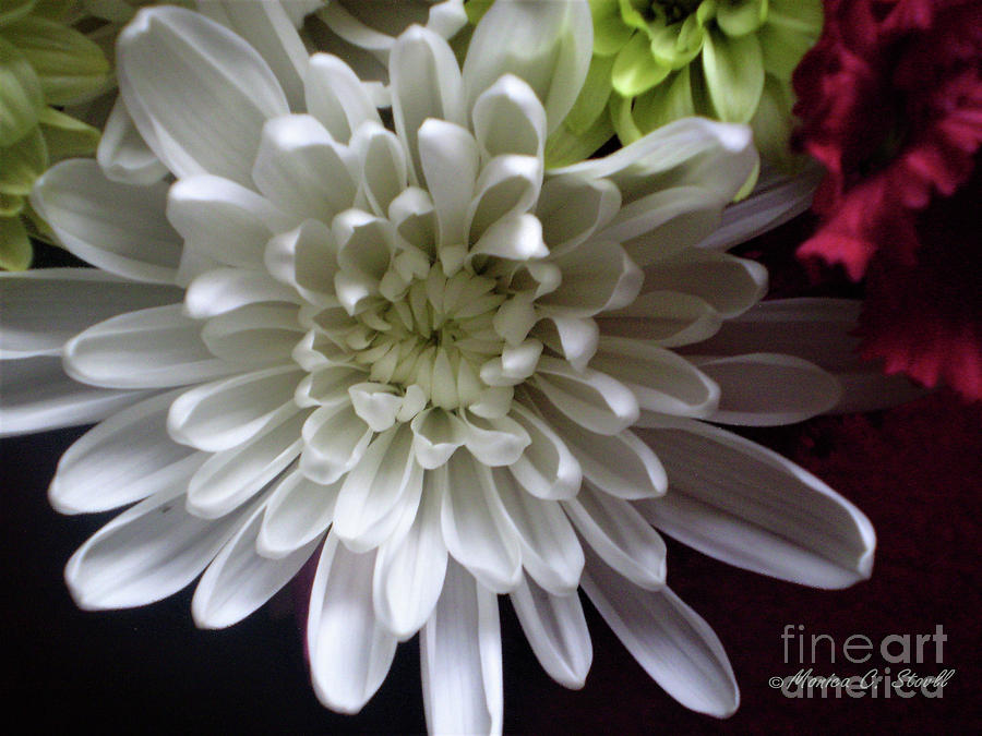 White Flower W3 Photograph by Monica C Stovall