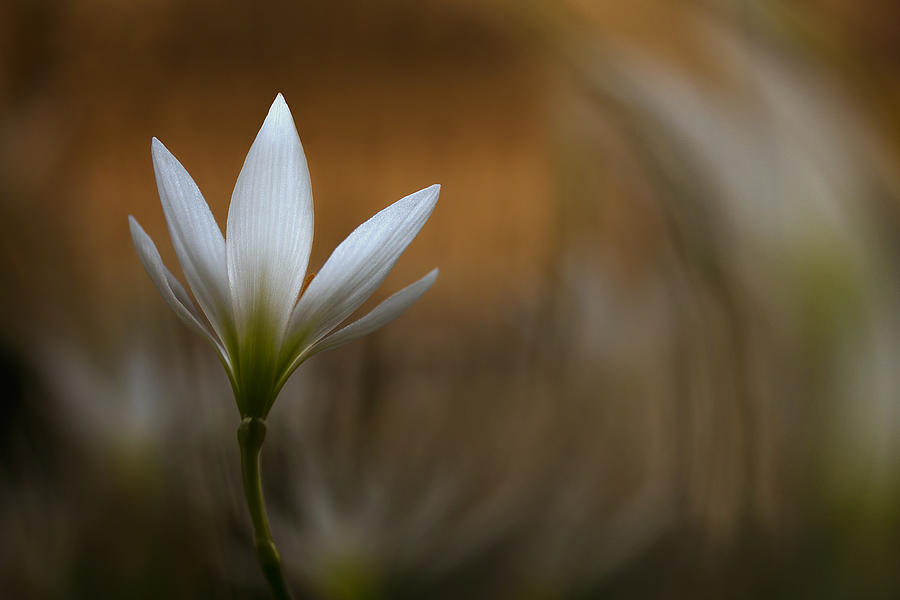 White Flower Photograph by Widi Hardhanu