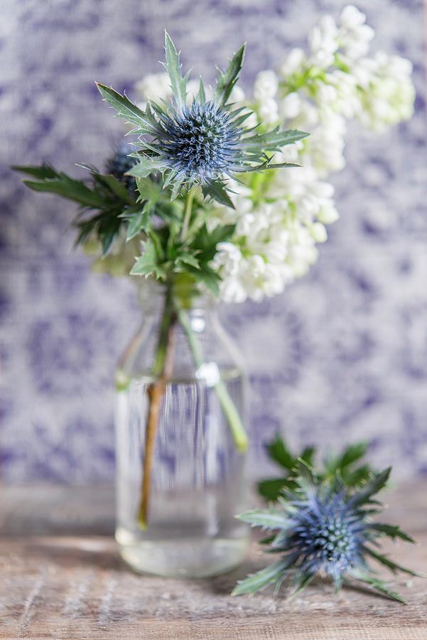 White-flowering Branch And Eryngium Flower In Glass Vase Photograph by Stuart Cox