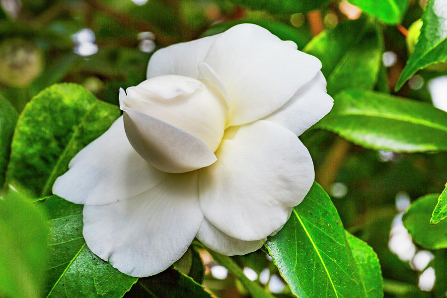White Flowering Camellia Digital Art by Claudia Uripos