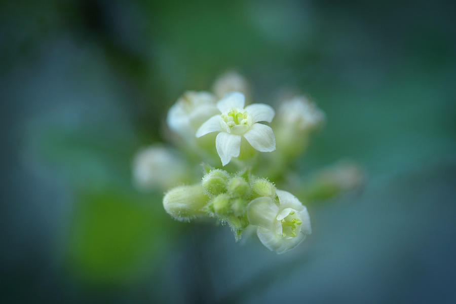 White-flowering Currant - Ribes indecorum Photograph by Alexander Kunz