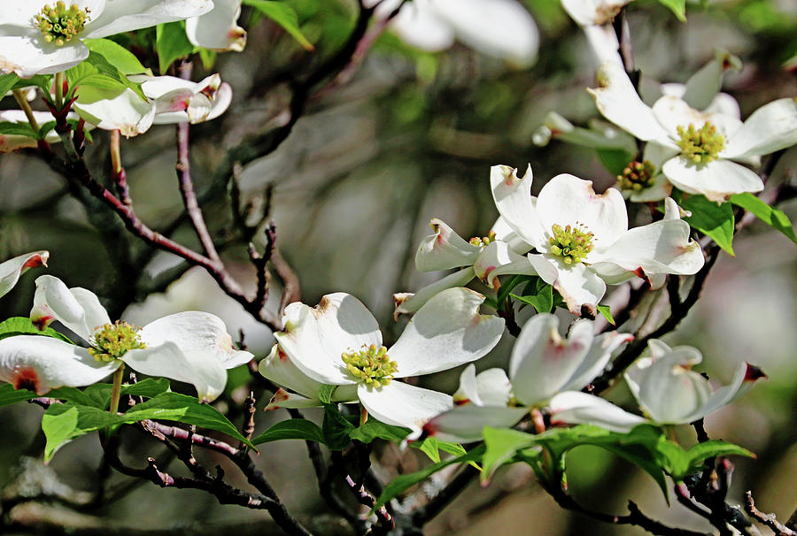 White Flowering Dogwood Photograph