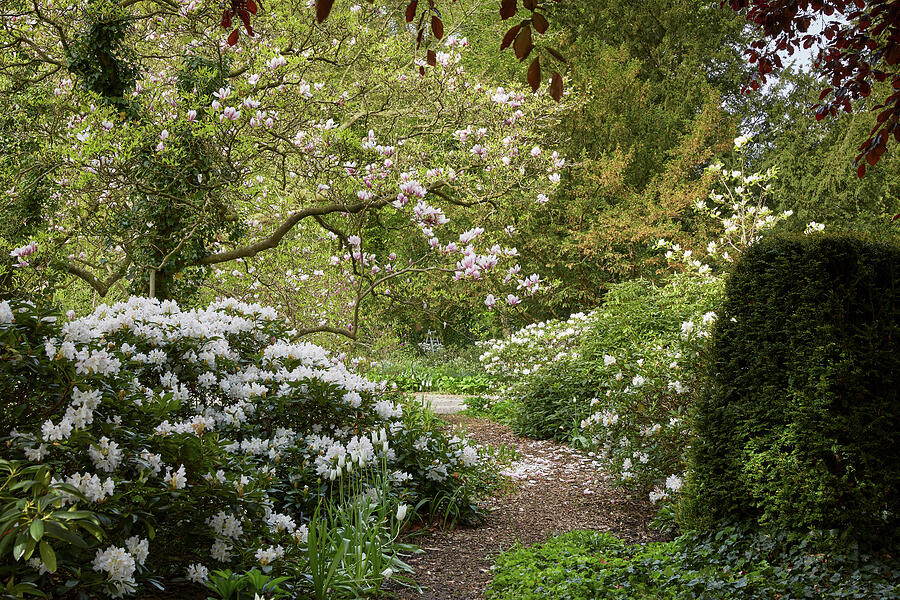 Magnolia Movie Photograph - White Flowering Rhododendron, Tulips, And Magnolia Tree magnolia In The Landsdorf Manor Park, Mecklenburg-western Pomerania, Germany by Thomas Grundner
