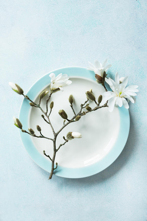 White-flowering Sprig Of Magnolia On Plate Photograph by Sabine Lscher