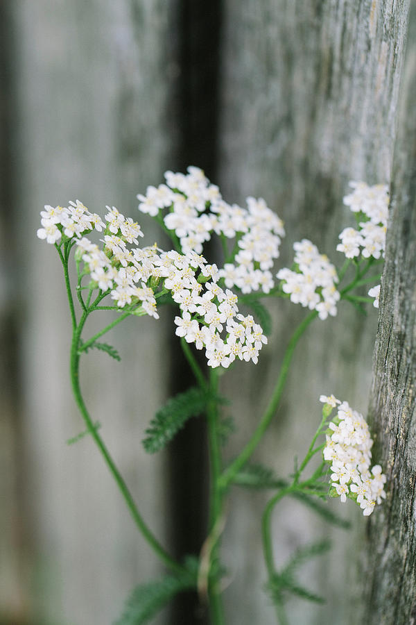White Flowering Yarrow Photograph by Jennifer Braun