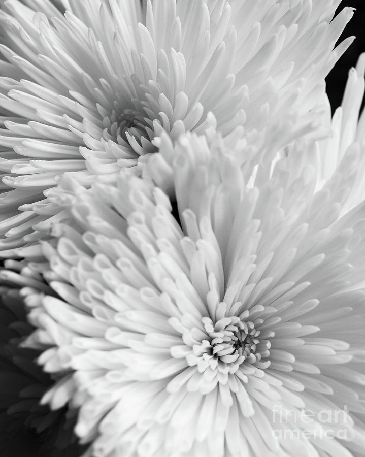 Flower Photograph - White Flowers 1016 by Edward Fielding