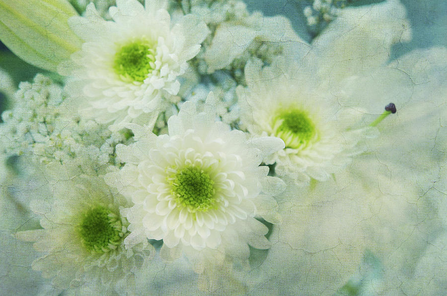 White Flowers Elegance 1 Photograph by Jenny Rainbow
