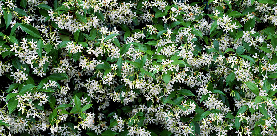 White Flowers In Bloom, Sacramento Photograph by Panoramic Images ...