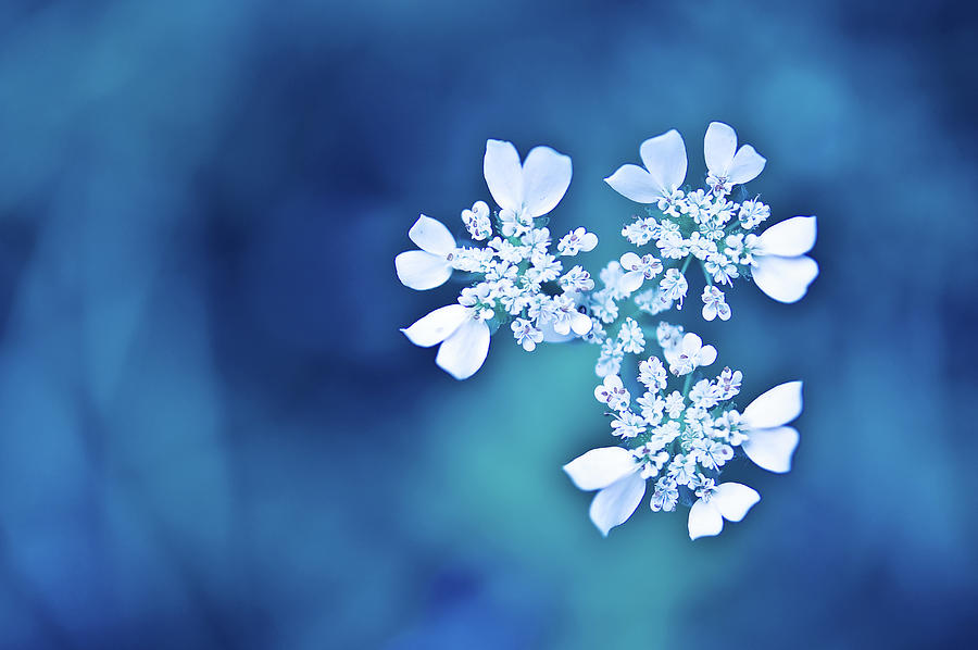 White Flowers In Blue Bokeh Photograph by Alexandre Fp