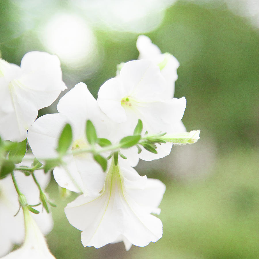 White Flowers In Summer Photograph by Peter Chadwick Lrps