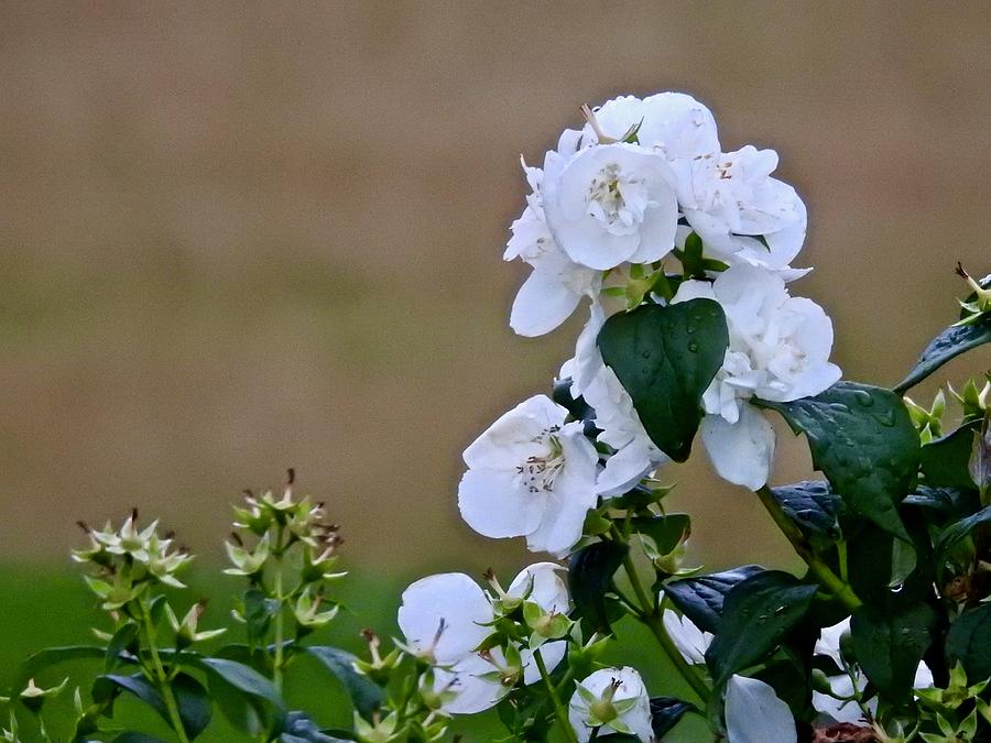White Flowers Photograph by Kathy Chism