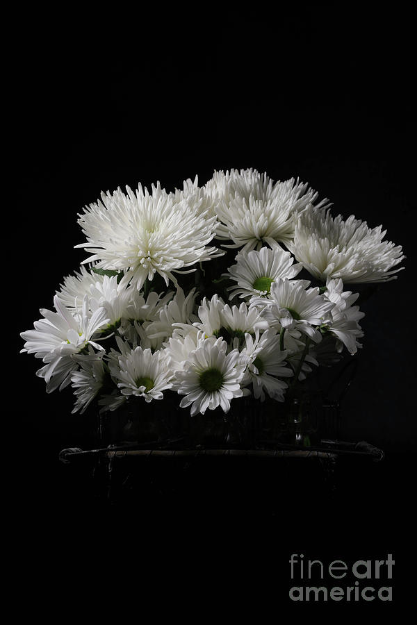 White Flowers over Black Photograph by Edward Fielding