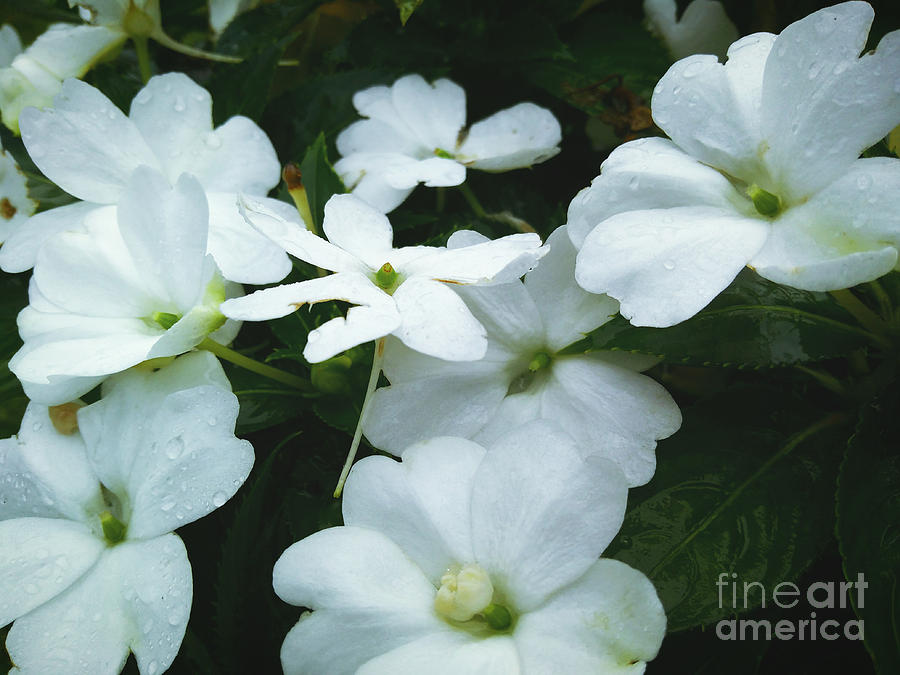 White Flowers Photograph by Robert Knight