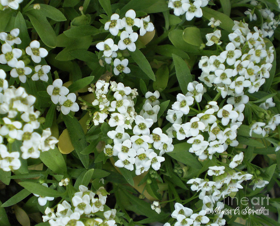White Flowers W6 Photograph by Monica C Stovall