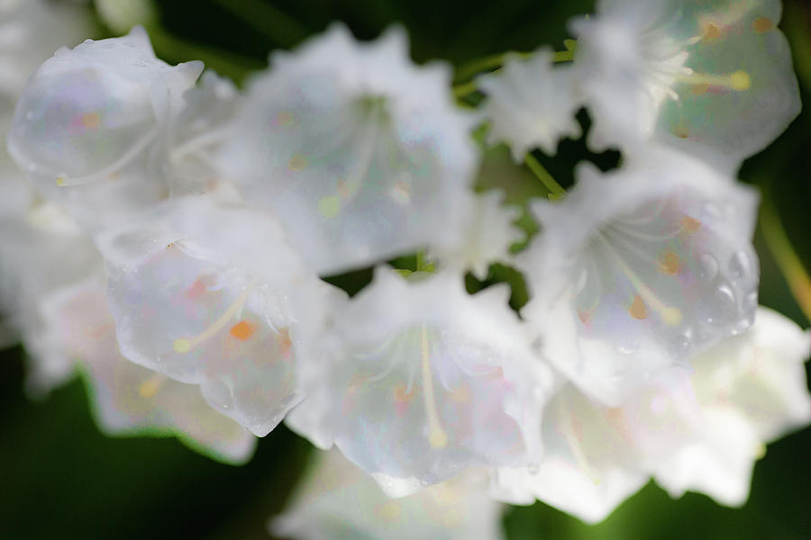 White Flowers with Water Drops Photograph by Dan Carmichael