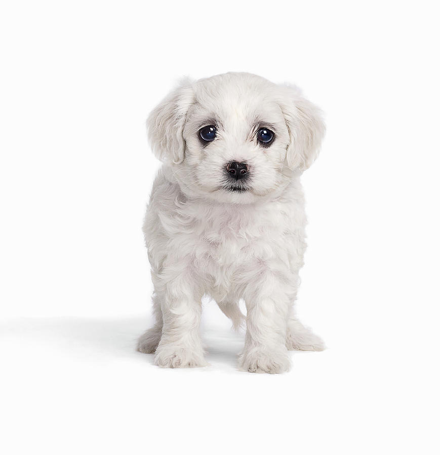 White Fluffy Puppy Photograph by Gandee Vasan