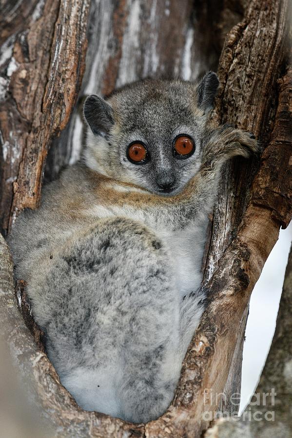 White-footed Sportive Lemur Photograph by Tony Camacho/science Photo Library