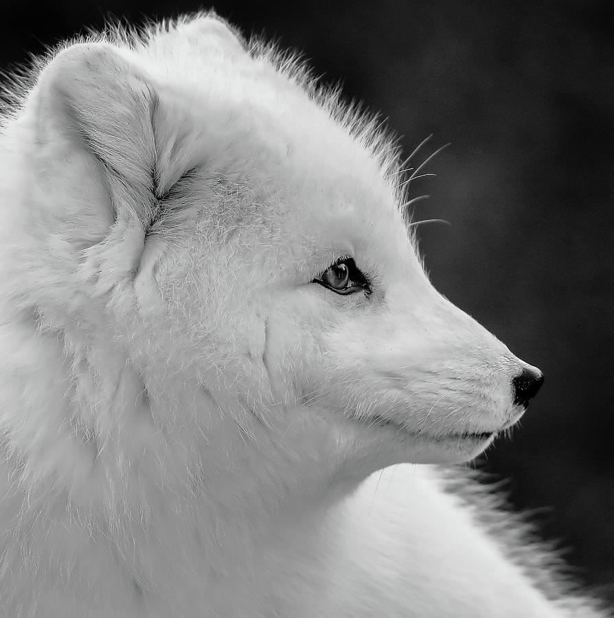 White Fox BW Photograph by Athena Mckinzie