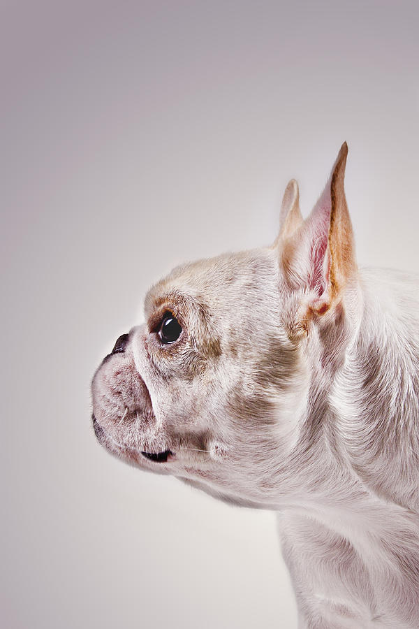 White French Bulldog Photograph by Claire Baxter // Studiofetch.com
