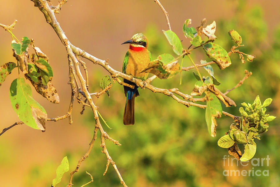 White Fronted Bee Eater Bird Photograph by Benny Marty