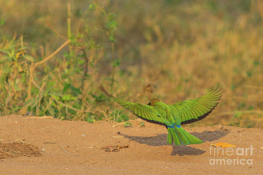 White Fronted Bee Eater Bird Flying Photograph by Benny Marty