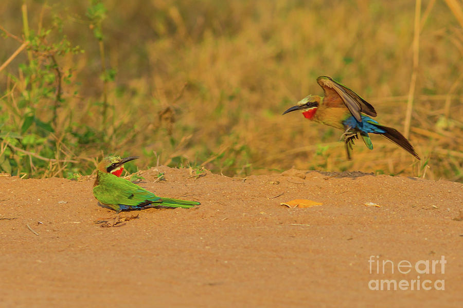White Fronted Bee Eater Birds Mating Photograph by Benny Marty