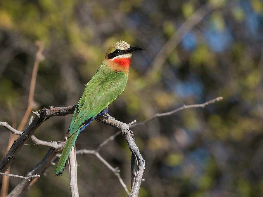 White-fronted Bee-eater Photograph by Claudio Maioli
