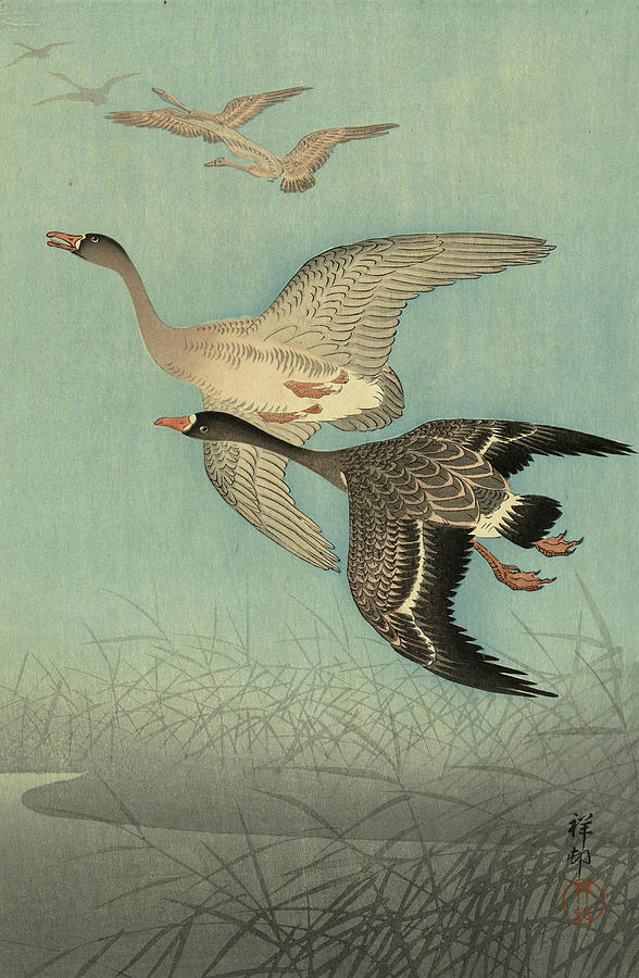 Ohara Koson Painting - White-fronted geese in flight, 1936 by Ohara Koson