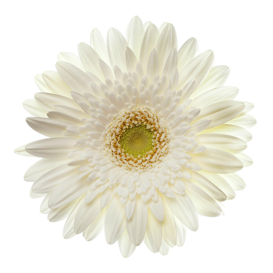 White Gerbera Daisy Isolated On White Photograph by Jill Fromer