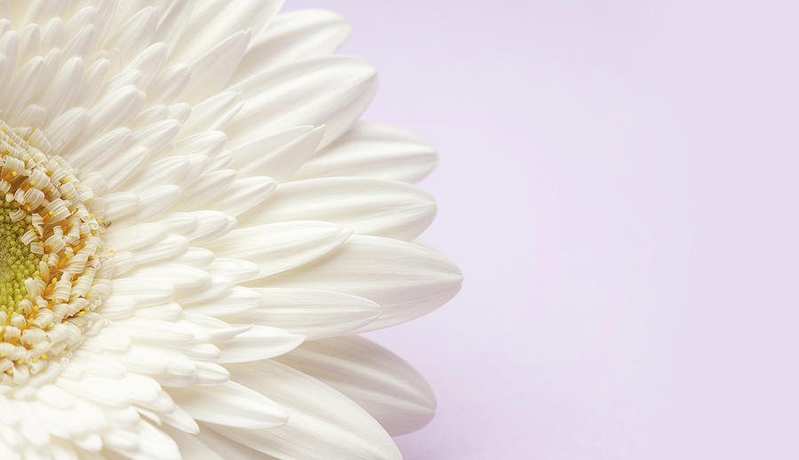 White Gerbera Daisy On Lavender Photograph by Jill Fromer