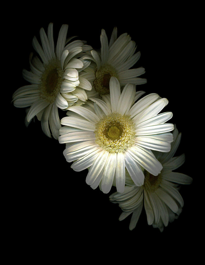 White Daisies Painting - White Gerbera Daisy by Susan S. Barmon