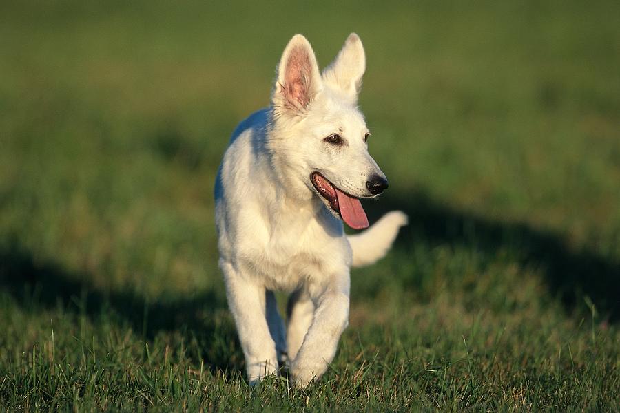 White German Shepherd Dog Puppy Digital Art by Oliver Giel
